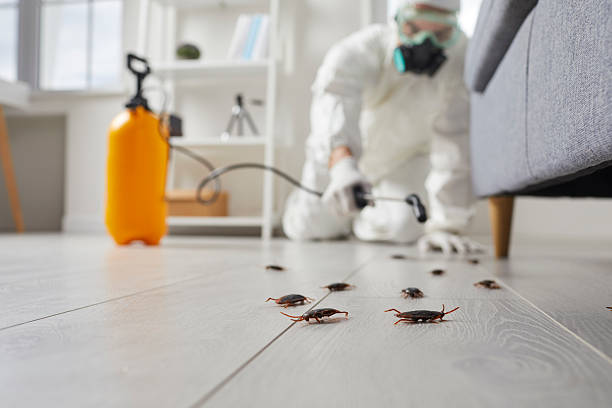 Trusted Rodent Control service in Grand Rapids, MN - Nex Pest Control