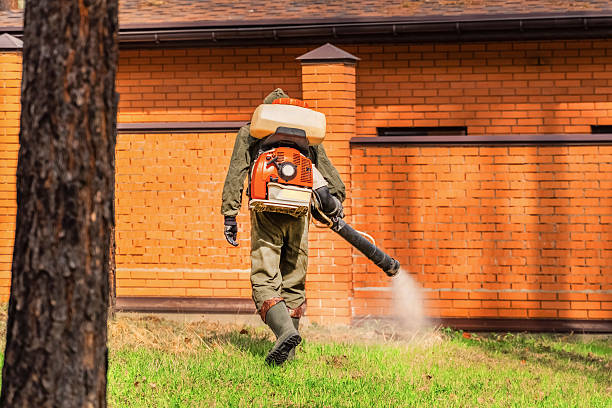 Trusted Ant Control service in Grand Rapids, MN - Nex Pest Control